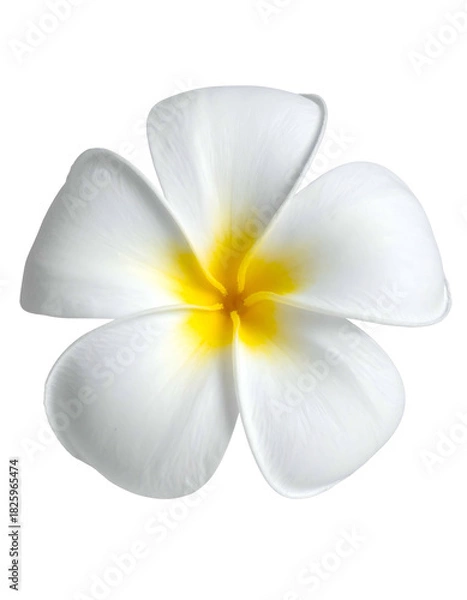 Fototapeta Close-up of a single frangipani flower with white petals and a yellow center, isolated