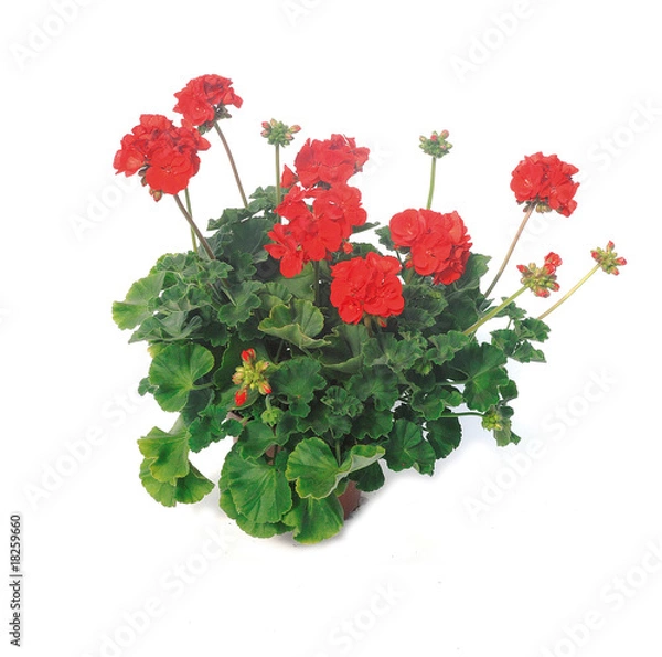 Obraz potée de géranium