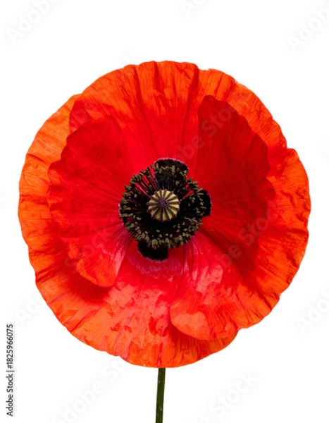 Fototapeta Vivid red poppy blossom with dark center and textured petals against a stark black background