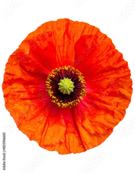 Fototapeta Overhead shot of a vibrant red poppy blossom with a dark center against a black background