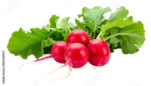 Fototapeta Bunch of vibrant red root vegetables with green leafy tops, ready for consumption