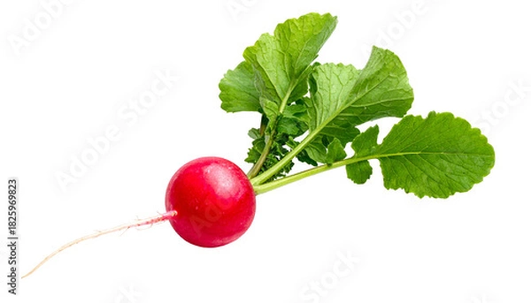 Fototapeta A vibrant, freshly picked radish with lush green leaves and a delicate root