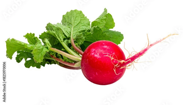 Fototapeta A vibrant, fresh radish with leafy green top and delicate root tendrils, isolated