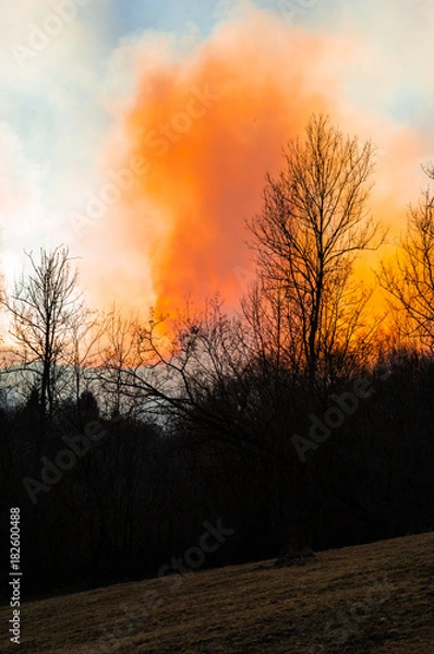Obraz Fire in forest