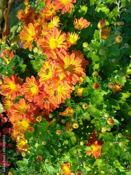 Obraz yellow flowers background