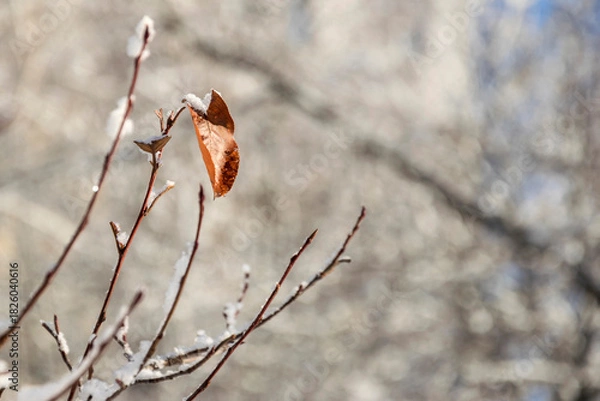 Obraz Branches with leaves, dusted with snow