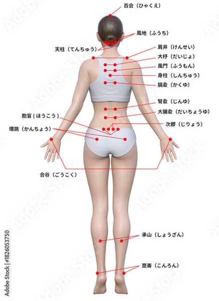 Obraz 身体のツボ 日本人3Dモデル女性の図解イラスト 全身後ろ姿
