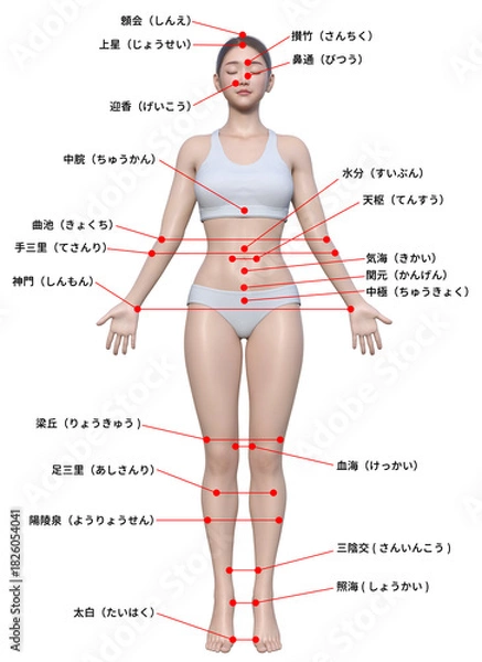 Obraz 身体のツボ 日本人3Dモデル女性の図解イラスト 全身正面