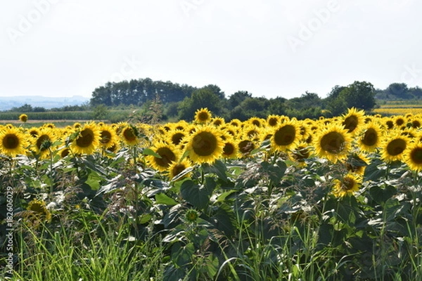 Obraz sunflower