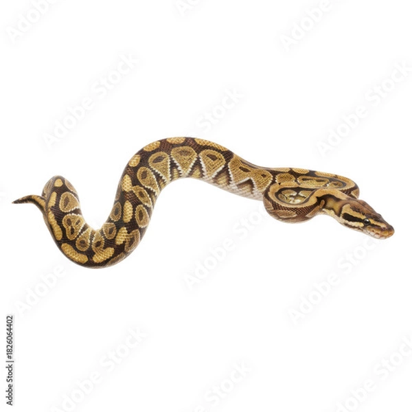 Fototapeta Captivating Python Reptile with Intricate Scale Patterns on a Stark Black Background