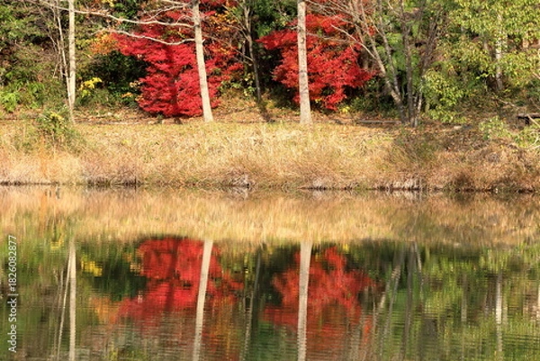 Obraz 上下左右で対象に見える真っ赤に染まった木の葉っぱ
