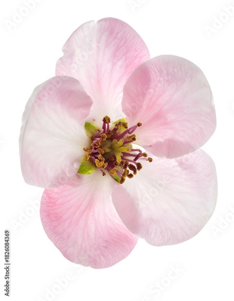 Fototapeta Overhead studio shot of a delicate, light pink blossom, isolated on a black backdrop