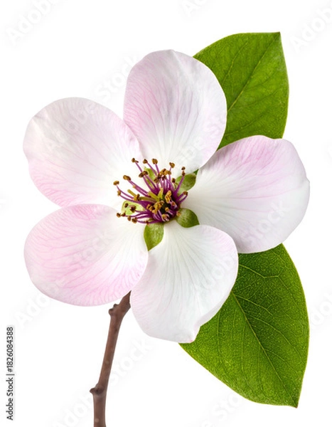 Fototapeta Close-up of a delicate pink and white blossom with green leaves against a black background