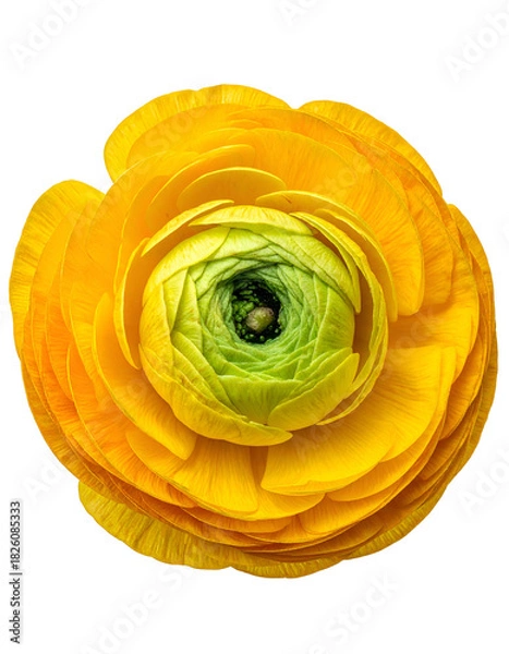 Fototapeta Close-up of a vibrant yellow and green flower with layered petals against a black backdrop