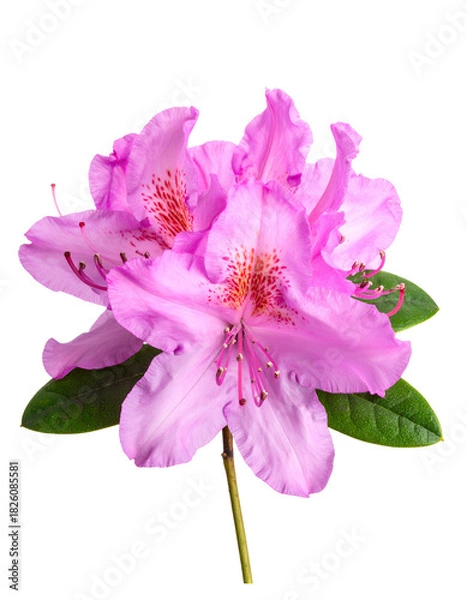 Fototapeta Isolated pink flower with delicate petals and green leaves on a transparent background