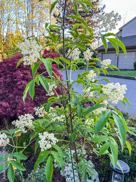 Obraz Pacific red elderberry