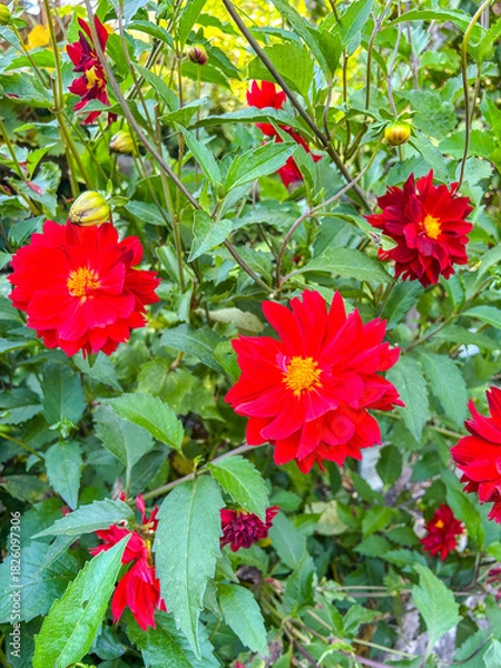Obraz Vibrant Red Dahlias