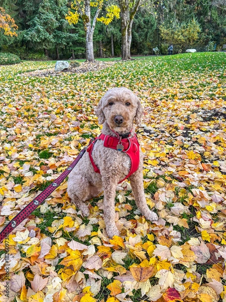 Obraz Dog in Autumn Leaves
