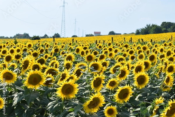 Obraz sunflower