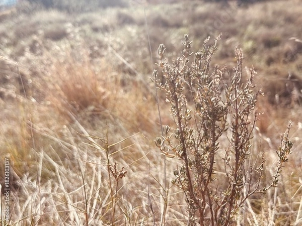 Obraz Sepia Close-Up of Dry Grass and Plants with Ample Copy Space