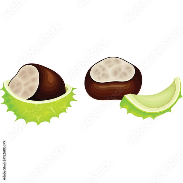 Obraz Two Horse Chestnuts One Partially Open In A Green Spiky Husk With A Separated Husk Piece On A Transparent Background With Natural Lighting