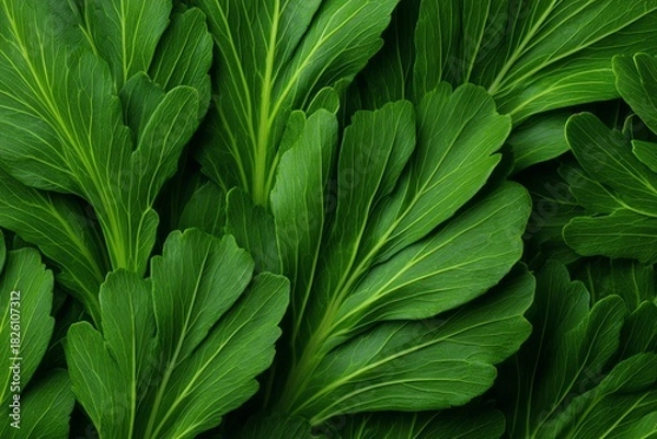 Fototapeta Fresh leafy patterns forming soft geometry, clean eating, botanical nourishment