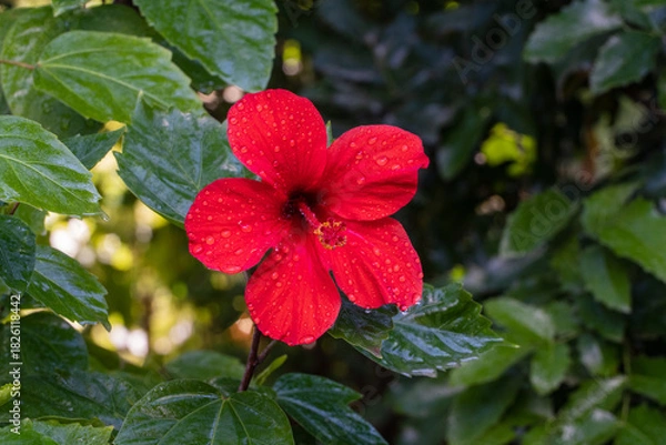 Fototapeta Vibrant red hibiscus flower with water droplets on its petals, surrounded by lush green leaves in natural setting. Close up.