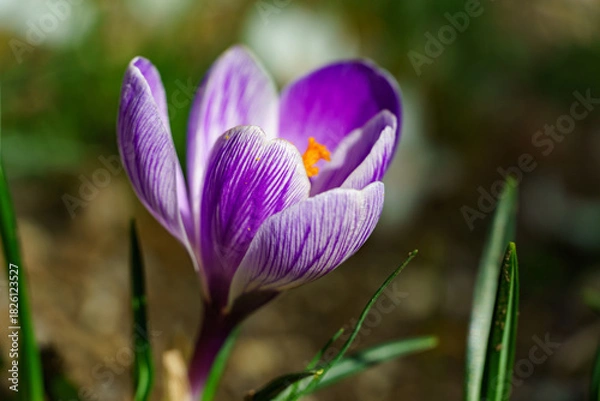 Obraz Close-up of single purple crocus King of Stripes flower with white stripes, its bright orange stamen vividly contrasting against delicate petals, set amidst green blades of grass