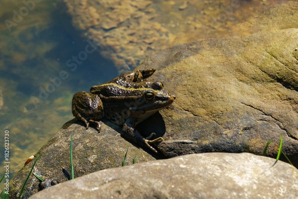 Obraz Frog Rana ridibunda (pelophylax ridibundus) perched on rock by  water's edge, basking in sunlight with serene backdrop of clear water and submerged stones