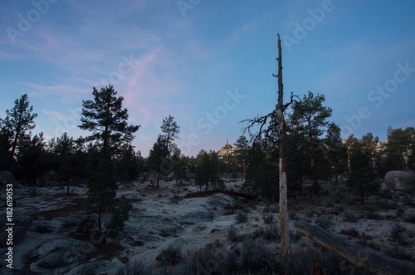 Obraz Forest at Hanson's