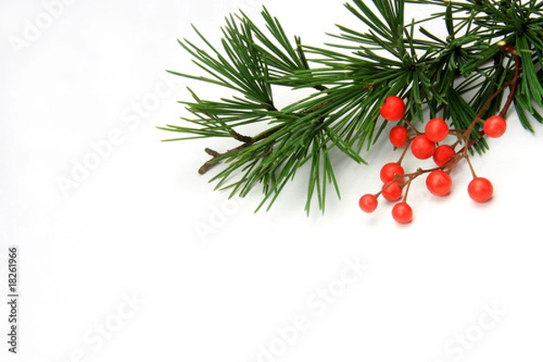 Obraz sosna i nandin