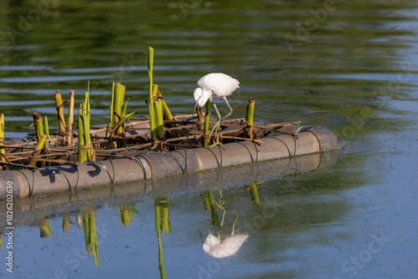Fototapeta Egrets resting on floating vegetation islands in a Colombo lake, Sri Lanka