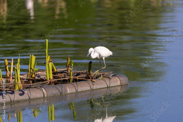 Fototapeta Egrets resting on floating vegetation islands in a Colombo lake, Sri Lanka