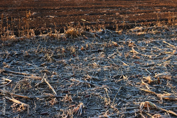 Fototapeta Plowed and sown field near cut soybean field covered by frost on winter in the italian countryside