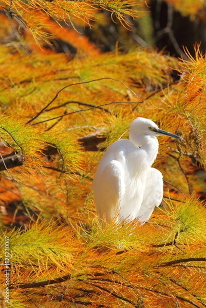 Fototapeta ラクウショウの紅葉とコサギ