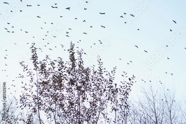 Fototapeta Migration