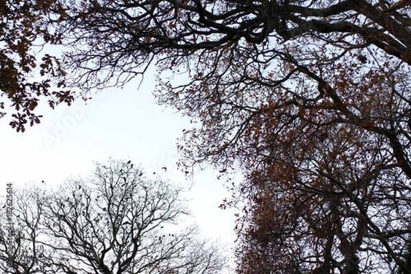 Fototapeta Autumn Sky