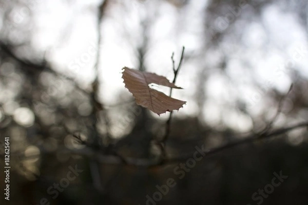 Fototapeta Autumn Leaf