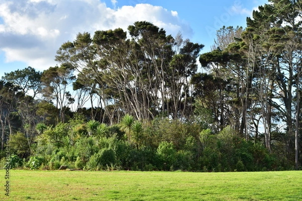 Fototapeta Typical view of  park areas of New Zealand North Island with dense bushes and cabbage trees coverage and tall both native and introduced trees above.