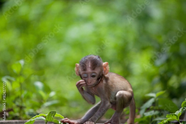 Fototapeta 可愛いサル