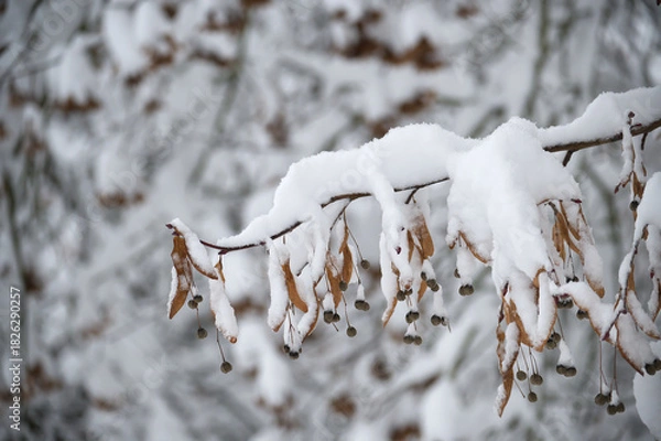 Fototapeta Snow-covered branch with seeds in a winter forest setting