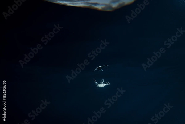 Obraz 孵化して海を泳ぐアオウミガメの赤ちゃん　小笠原　東京都