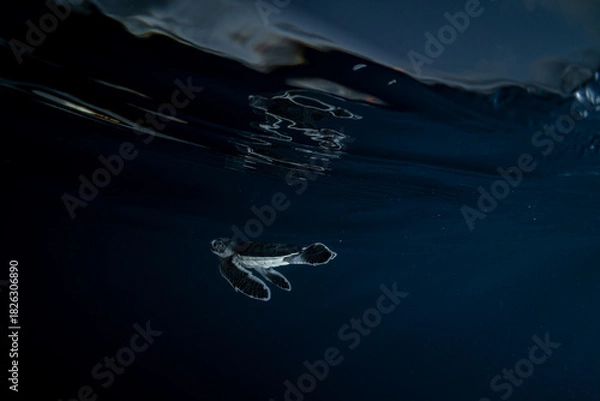 Obraz 孵化して海を泳ぐアオウミガメの赤ちゃん　小笠原　東京都