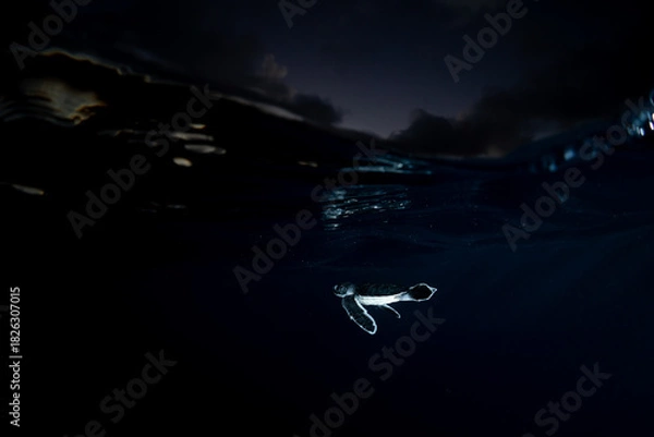 Obraz 孵化して海を泳ぐアオウミガメの赤ちゃん　小笠原　東京都