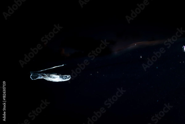 Obraz 孵化して海を泳ぐアオウミガメの赤ちゃん　小笠原　東京都