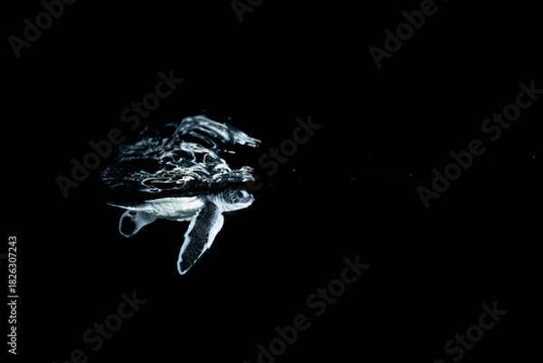 Obraz 孵化して海を泳ぐアオウミガメの赤ちゃん　小笠原　東京都