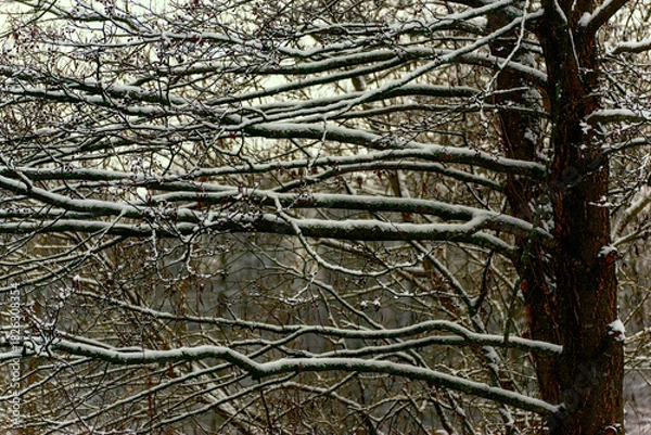 Obraz Zima nad rzeką Supraśl, Puszcza Knyszyńska