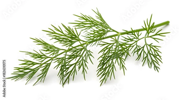 Fototapeta pine tree branch with green needles isolated on white background