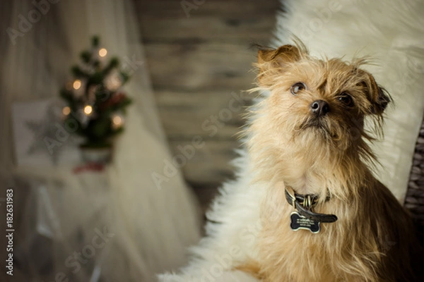 Obraz Tiny brown dog on furry blanket