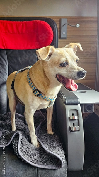 Obraz Hund auf Reise